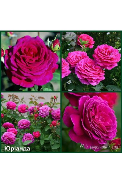 Чайно-гібридна троянда Юріанда з насиченим ароматом